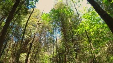 Mutlu Bahar Günleri. Güzel doğal yeşillik arka planı. Ekoloji ve çevre koruma kavramı. Güneş ışınları ve ışık sızıntıları ağaçların dallarından geçer..