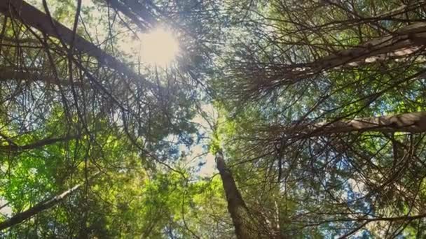 透过绿色的新鲜树叶和森林中的树木仰望着太阳 阳光从树叶中照射出来 光线从树叶中散发出来 青葱嫩绿的嫩绿枝叶 蓝天蓝云 — 图库视频影像