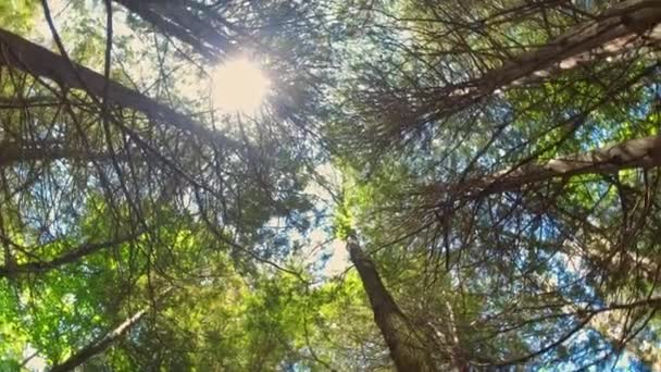 Fijne Lentedag Prachtige Natuurlijke Groene Achtergrond Ecologie Milieubescherming Zonnestralen Lichtlekken — Stockvideo