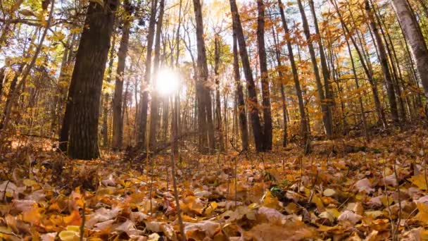 美丽的夕阳西下 阳光普照的秋天森林 阳光和阳光穿过林地中的树枝和树枝 黄金树叶的时间差片段 — 图库视频影像