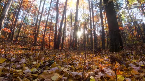 美丽的日出和阳光普照在阳光明媚的秋天森林里 阳光和阳光穿过林地中的树枝和树枝 金秋落叶的时间差片段 — 图库视频影像