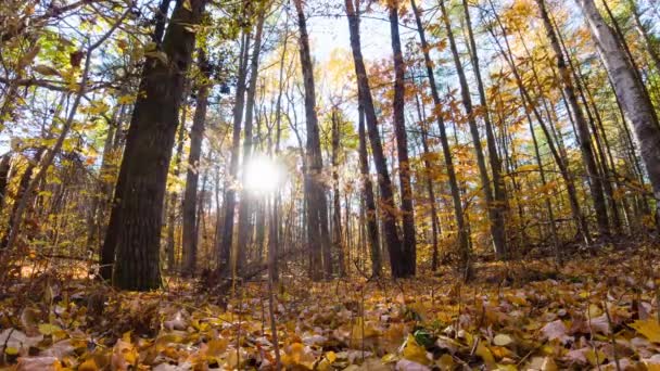 Beau Coucher Soleil Fuites Soleil Dans Forêt Ensoleillée Automne Rayons — Video