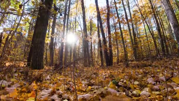 美丽的夕阳西下 阳光普照的秋天森林 阳光和阳光穿过林地中的树枝和树枝 金秋落叶的时间差片段 — 图库视频影像