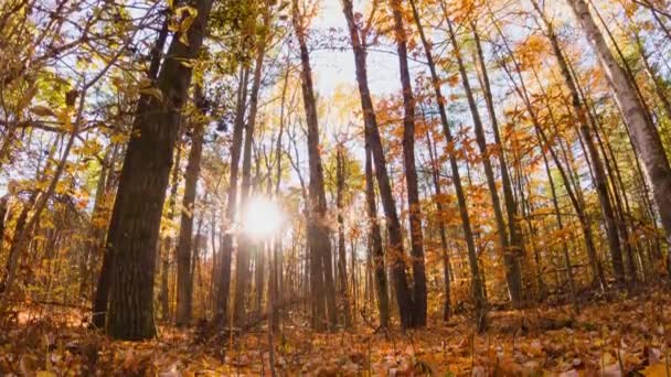 Beau Coucher Soleil Fuites Soleil Dans Forêt Ensoleillée Automne Rayons — Video