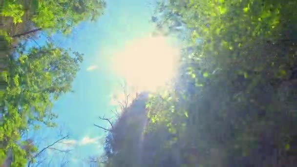 Blick Nach Oben Während Der Fahrt Schöne Sommersonne Strahlt Durch — Stockvideo