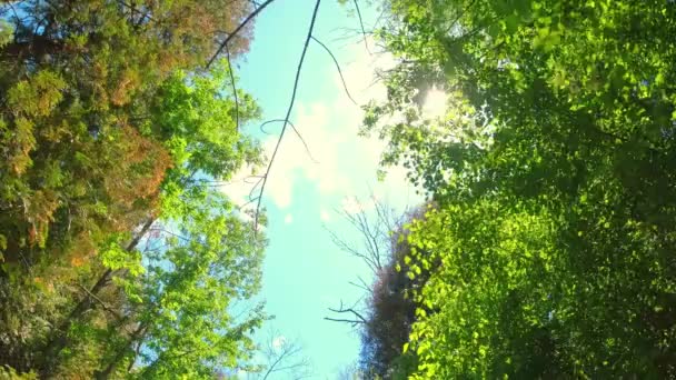 开车的时候抬起头来看 美丽的夏日阳光穿过树冠 阳光穿过绿叶 神奇的森林之光在温暖的阳光灿烂的日子里泄露了 旅行森林日出 — 图库视频影像