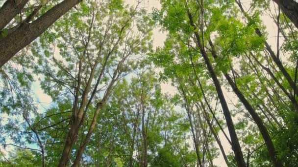 春の日だ 美しい緑の背景 生態学と環境保護の概念 太陽の光と光の漏れは木の枝を通って彼らの道を行きます — ストック動画