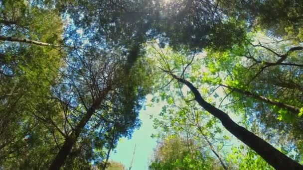 透过绿色的新鲜树叶和森林中的树木仰望着太阳 阳光从树叶中照射出来 光线从树叶中散发出来 青葱嫩绿的嫩绿枝叶 蓝天蓝云 — 图库视频影像