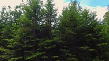 Yaz günü ve yemyeşil. Kozalaklı köknar ağaçları. Çam ve çam ağaçlarından taç ve gökyüzü. Ağaçlara bakıyorum. Aşağıdan ağaçların görüntüsü.