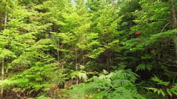 夏日和常青 针叶树 长满了松树和云杉的树冠 仰望着树木 从底部看树木 — 图库视频影像