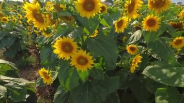Büyük sarı ayçiçekleri hasat zamanından önce tarlada çiçek açar. Ayçiçeği yağı ve tohumlarının tarım üretimi. Organik tarım eğlence ve eğlence. Turistlere ve ziyaretçilere açık