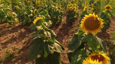 Akşam günbatımında ve altın saatinde güzel ayçiçekleri. Rüzgarlı, hareketli sarı çiçekler yazın çiçek açar. Tarım ve ayçiçeği ekinleri. Bahçıvanlık.