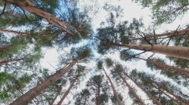 Akşamları gökyüzü olan çam ve çam ağaçları. Ağaçlara bakıp dönüyorlar. Aşağıdan en tepedeki ağaçların manzarası. Kozalaklı köknar ağaçları. Yaz günü ve her zaman yeşil.