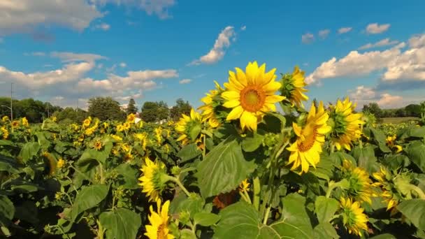 Μεγάλα Κίτρινα Ηλιοτρόπια Ανθίζουν Στο Αγρόκτημα Καλοκαίρι Πριν Από Συγκομιδή — Αρχείο Βίντεο