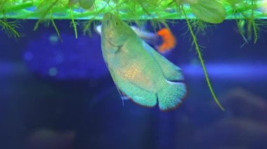 Dwarf Gourami fish, Powder blue dwarf in fish pool. Trichogaster lalius female turquoise blue variety. Tropical fish in water tank, home hobby.
