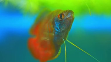 Dwarf gourami fish close up macro slow motion shot. Flame gourami, Red gourami or Sunset gourami fish. Native to India, West Bengal, Assam, and Bangladesh. Exotic fish in the home pool.