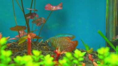 Dwarf Gourami fish, Trichogaster lalius, male specimen with red orange stripes coloration. Macro close up slow motion in aquarium. Species of fish native to southeastern Asia. Tropical fish hobby.