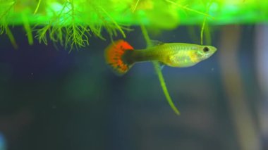 Guppy fish female in home fish tank slow motion macro close up. Home hobby. Poecilia reticulate is freshwater fish, peaceful community fish. Livebearers, give birth to live young, not laying eggs.
