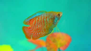 Dwarf Gourami fish, Trichogaster lalius, male specimen with red orange stripes coloration. Macro close up slow motion in aquarium. Species of fish native to southeastern Asia. Tropical fish hobby.