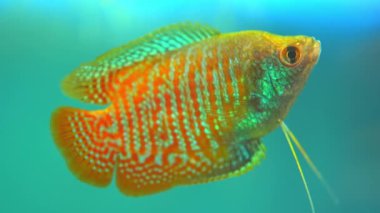 Dwarf gourami fish close up macro slow motion shot. Flame gourami, Red gourami or Sunset gourami fish. Native to India, West Bengal, Assam, and Bangladesh. Exotic fish in the home pool.