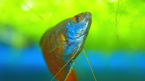矮星Gourami魚 Trichogaster Lalius 赤オレンジ色の縞模様を持つオスの標本 マクロは水族館でゆっくりと動きを閉じます 東南アジア原産の魚種 熱帯魚趣味 — ストック動画
