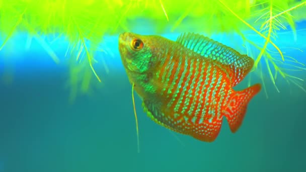 Dwarf Gourami Colisa Lalia Small Brightly Colored Freshwater Fish Peaceful — Vídeo de Stock