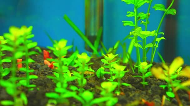 Otos Catfish Feeding Algae Home Hobby Planted Fish Tank Macro — Stock video