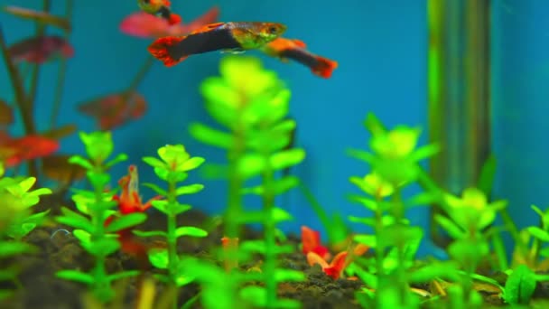Guppy Fish Males Home Fish Tank Slow Motion Macro Close — Stockvideo