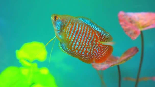Dwarf Gourami Colisa Lalia Small Brightly Colored Freshwater Fish Peaceful — Αρχείο Βίντεο