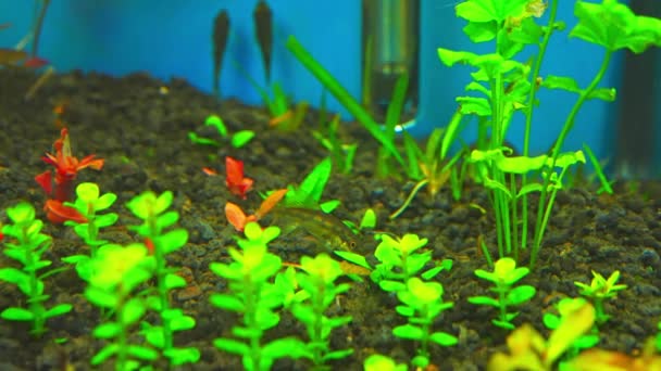 Otos Catfish Feeding Algae Home Hobby Planted Fish Tank Macro — Video Stock