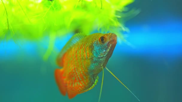 Dwarf Gourami Fish Trichogaster Lalius Male Specimen Red Orange Stripes — Vídeo de Stock