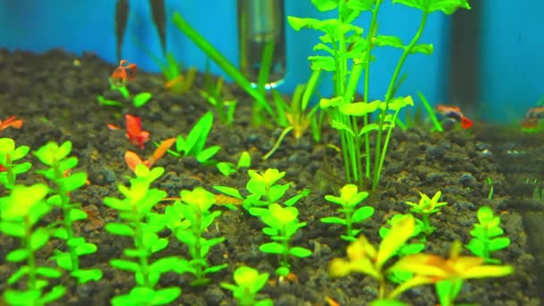 Otos Catfish Feeding Algae Home Hobby Planted Fish Tank Macro — Vídeo de stock