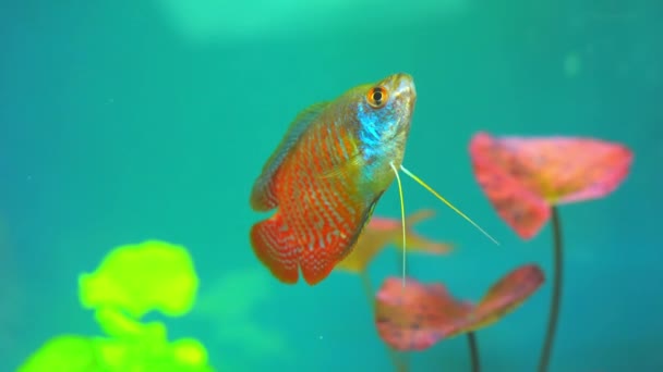 Dwarf Gourami Fish Close Macro Slow Motion Shot Flame Gourami — Stock Video