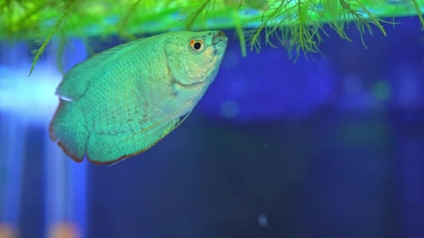Dwarf Gourami Fish Close Macro Slow Motion Shot Powder Blue — Vídeo de Stock
