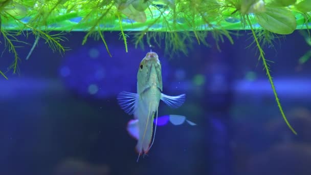 Риба Гурамі Синій Карлик Рибному Басейні Трихогастерський Лалійський Жіночий Бірюзово — стокове відео