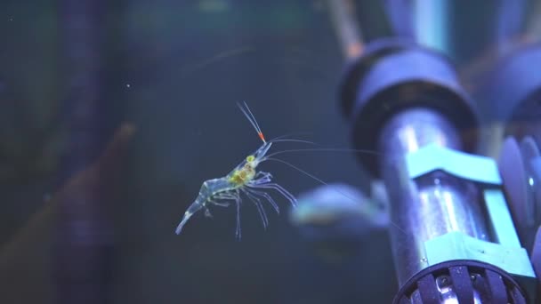 Freshwater Ghost Shrimp Macro Shot Slow Motion Close Very Shallow — Vídeo de stock