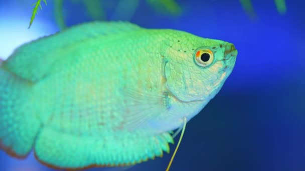 Dwarf Gourami Fish Powder Blue Dwarf Fish Pool Trichogaster Lalius — 图库视频影像