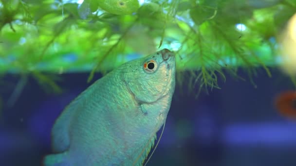 ドワーフ グアミの魚はマクロスローモーションショットを閉じます 粉青魚 インド 西ベンガル州 アッサム州 バングラデシュに自生します ホームプールでエキゾチックな魚 オムニヴォアと藻類の食物 — ストック動画