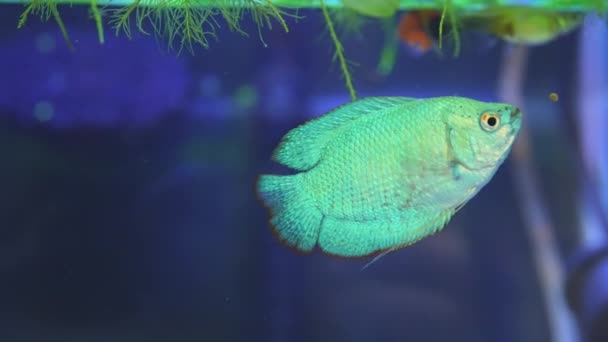 Dwarf Gourami Fish Close Macro Slow Motion Shot Powder Blue — Stock Video