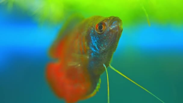 Dwarf Gourami Fish Close Macro Slow Motion Shot Flame Gourami — 비디오