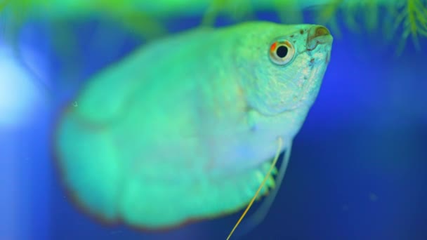 Dwarf Gourami Fish Close Macro Slow Motion Shot Powder Blue — Stockvideo