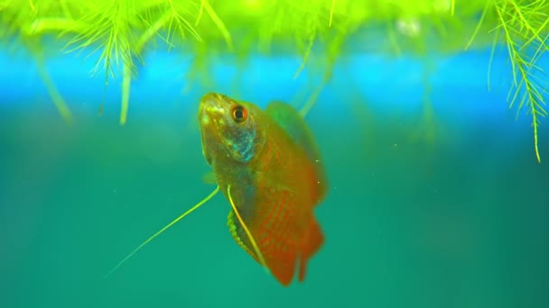 Dwarf Gourami Colisa Lalia Small Brightly Colored Freshwater Fish Peaceful — Stock Video