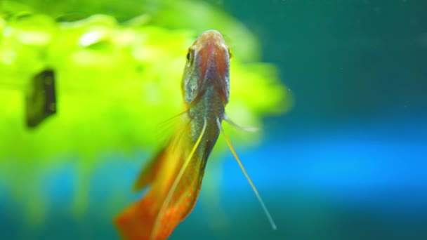 Dwarf Gourami Colisa Lalia Small Brightly Colored Freshwater Fish Peaceful — Vídeo de Stock