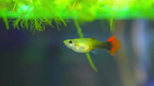 Guppy Fish Female Home Fish Tank Slow Motion Macro Close — Stock Video