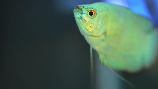 Dwarf Gourami Fish Powder Blue Dwarf Fish Pool Trichogaster Lalius — Vídeos de Stock