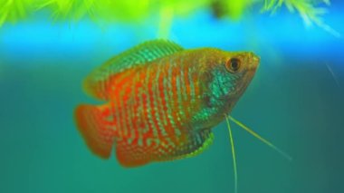 Dwarf Gourami, Colisa lalia, small, brightly colored freshwater fish. Peaceful small community fish. Live in heated aquarium. Anabantoids, breathe air with a labyrinth organ. Tropical fish home hobby