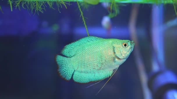 Dwarf Gourami Fish Close Macro Slow Motion Shot Powder Blue — 비디오