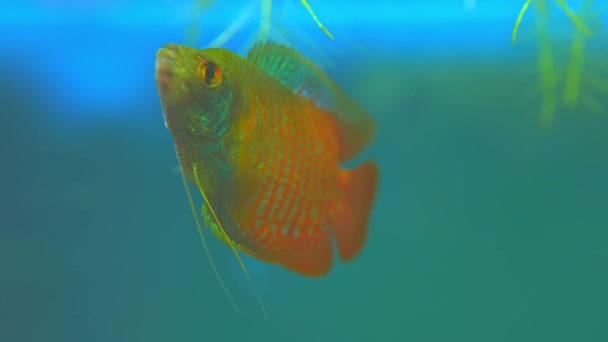 Dwarf Gourami Fish Trichogaster Lalius Male Specimen Red Orange Stripes — Αρχείο Βίντεο