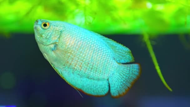 Dwarf Gourami Fish Close Macro Slow Motion Shot Powder Blue — Video