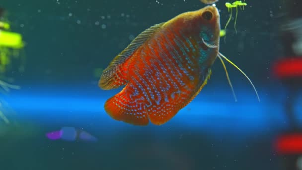 Dwarf Gourami Fish Close Macro Slow Motion Shot Flame Gourami — Stock video